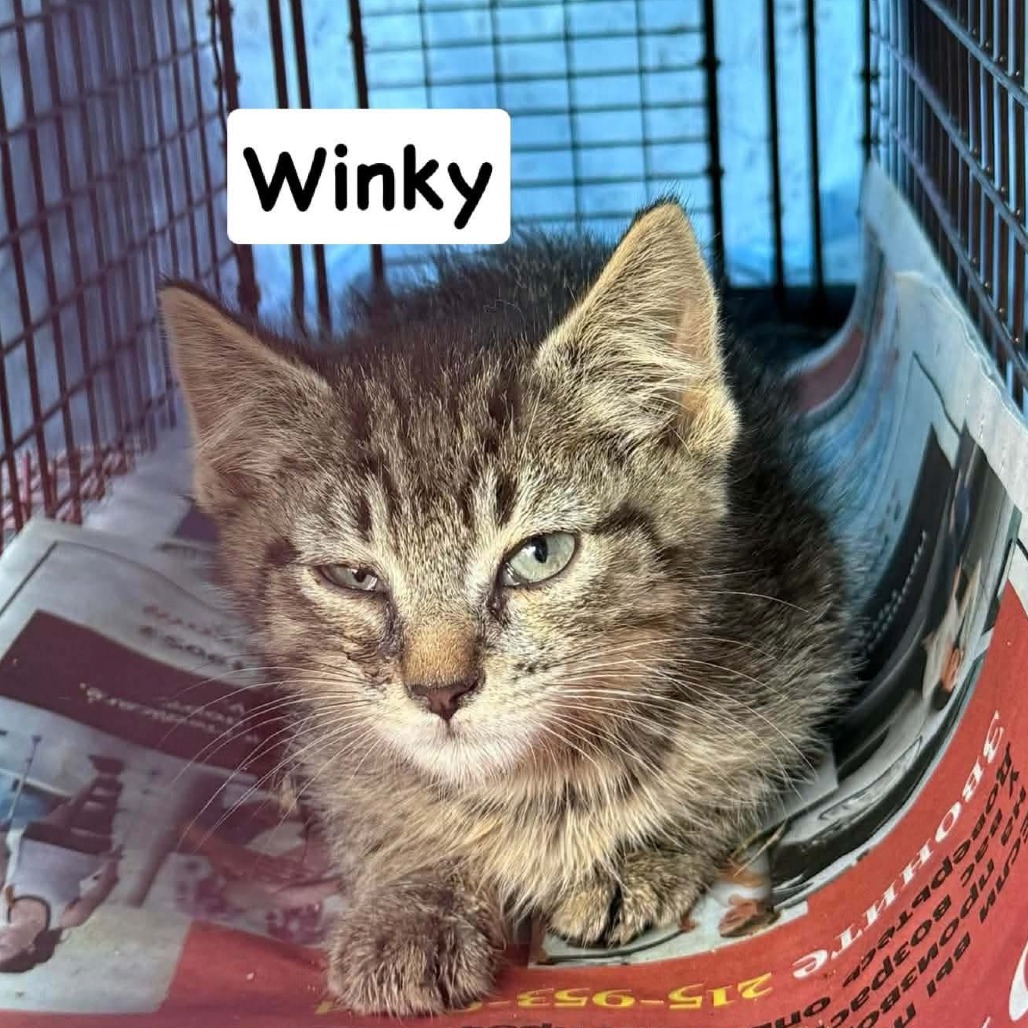 Shelter Stray Male Cat last seen , Animal Care & Control Team of Philly, 111 W Hunting Park Ave, Philadelphia, PA 19140, USA