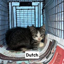 Shelter Stray Unknown Cat last seen , Philadelphia, PA 19140