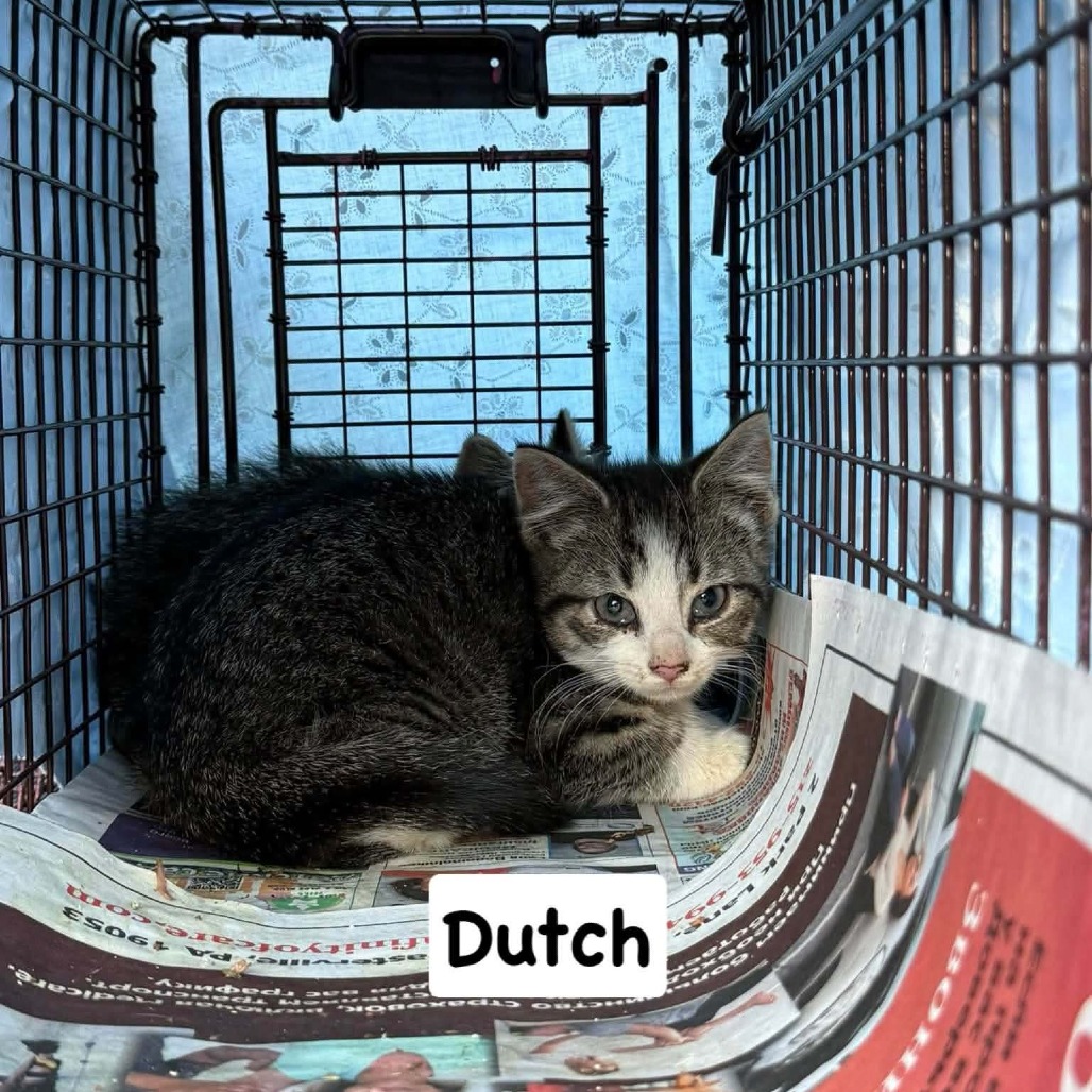 Shelter Stray Male Cat last seen , Animal Care & Control Team of Philly, 111 W Hunting Park Ave, Philadelphia, PA 19140, USA