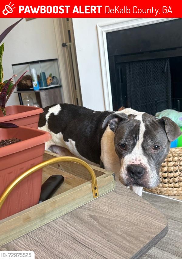 Lost Male Dog last seen Memorial Dr, and North Hairston , DeKalb County, GA 30083
