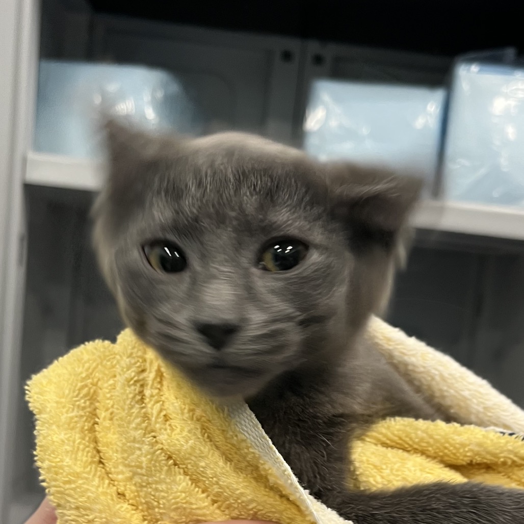 Shelter Stray Female Cat last seen , Greensboro, NC 27409