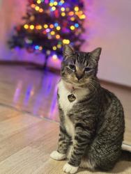 Lost Female Cat last seen Cross-streets Xenia and 11th, Denver, CO 80220