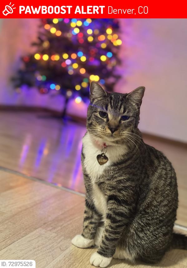 Lost Female Cat last seen Cross-streets Xenia and 11th, Denver, CO 80220
