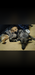Lost Male Dog last seen 92nd & Flavel, Portland, OR 97266