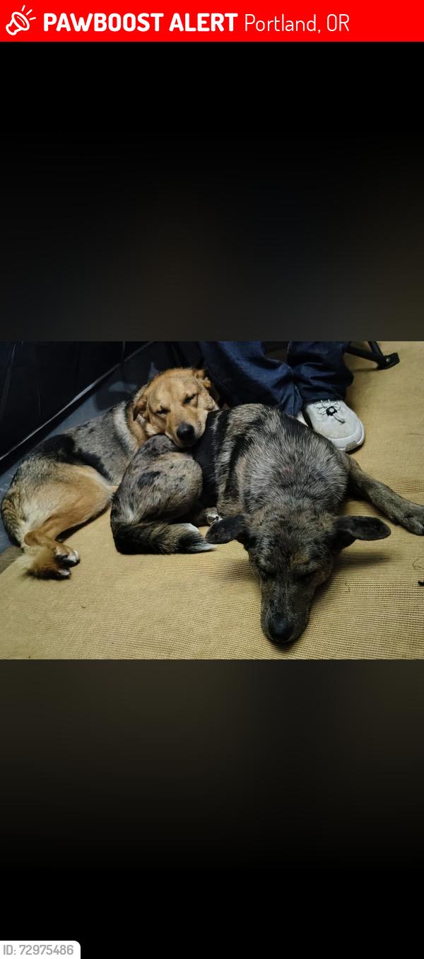 Lost Male Dog last seen 92nd & Flavel, Portland, OR 97266