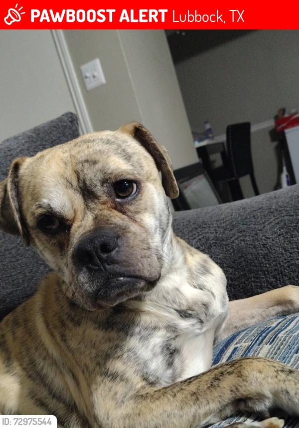 Lost Male Dog last seen Near dartmouth, Lubbock, TX 79415