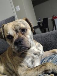 Lost Male Dog last seen Near dartmouth, Lubbock, TX 79415