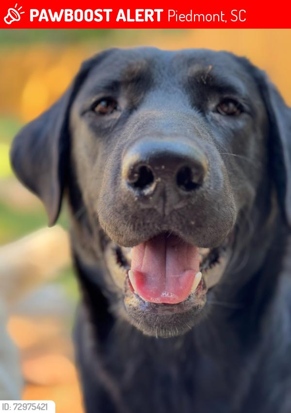 Lost Male Dog last seen Old Pelzer Rd near Sue Cleveland Elementary School in the Kingswood Subdivision, Piedmont, SC 29673