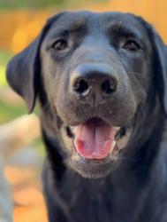 Lost Male Dog last seen Old Pelzer Rd near Sue Cleveland Elementary School in the Kingswood Subdivision, Piedmont, SC 29673
