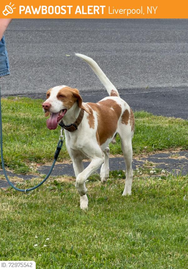 Found/Stray Male Dog last seen Salina town hall , Liverpool, NY 13088