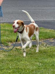 Found/Stray Male Dog last seen Salina town hall , Liverpool, NY 13088