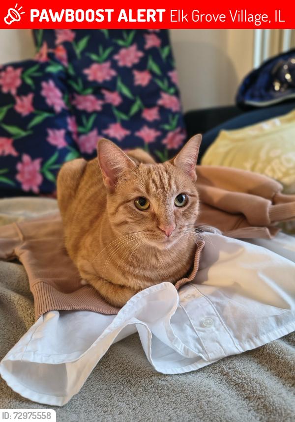 Lost Female Cat last seen Elk Grove Village, IL , Elk Grove Village, IL 60007