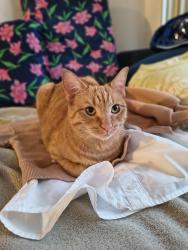 Lost Female Cat last seen Elk Grove Village, IL , Elk Grove Village, IL 60007