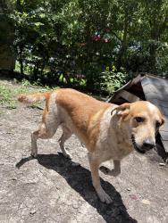 Lost Female Dog last seen Staggering creek/oscar wood , San Antonio, TX 78254