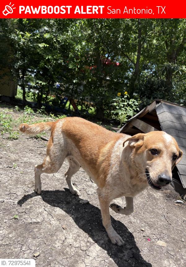 Lost Female Dog last seen Staggering creek/oscar wood , San Antonio, TX 78254