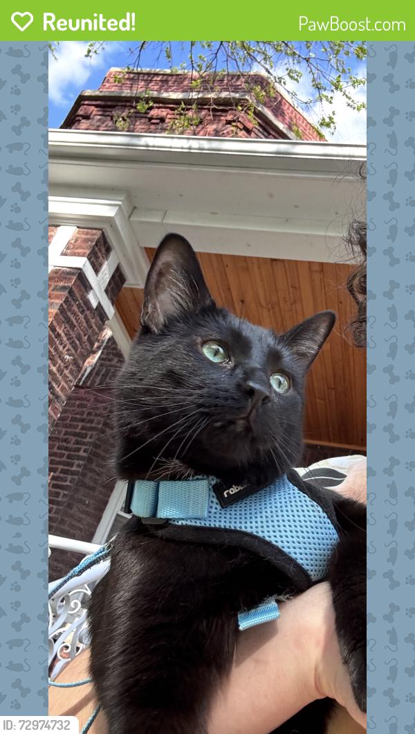 Reunited Male Cat last seen N Lawndale Ave & W Schubert Ave, Chicago, IL 60647