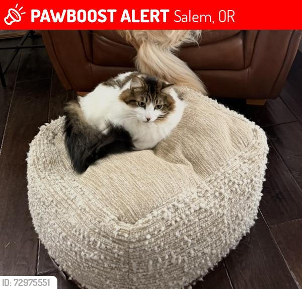 Lost Male Cat last seen State St & 62nd Ave SE, Salem, OR 97317