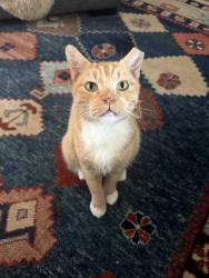 Reunited Male Cat last seen 5th and N. High St., Denver, CO 80218