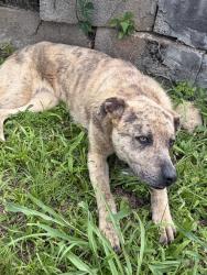 Found/Stray Female Dog last seen 23rd street ensley, Birmingham, AL 35218