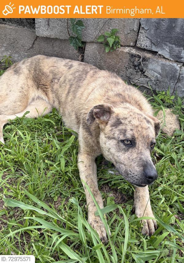 Found/Stray Female Dog last seen 23rd street ensley, Birmingham, AL 35218