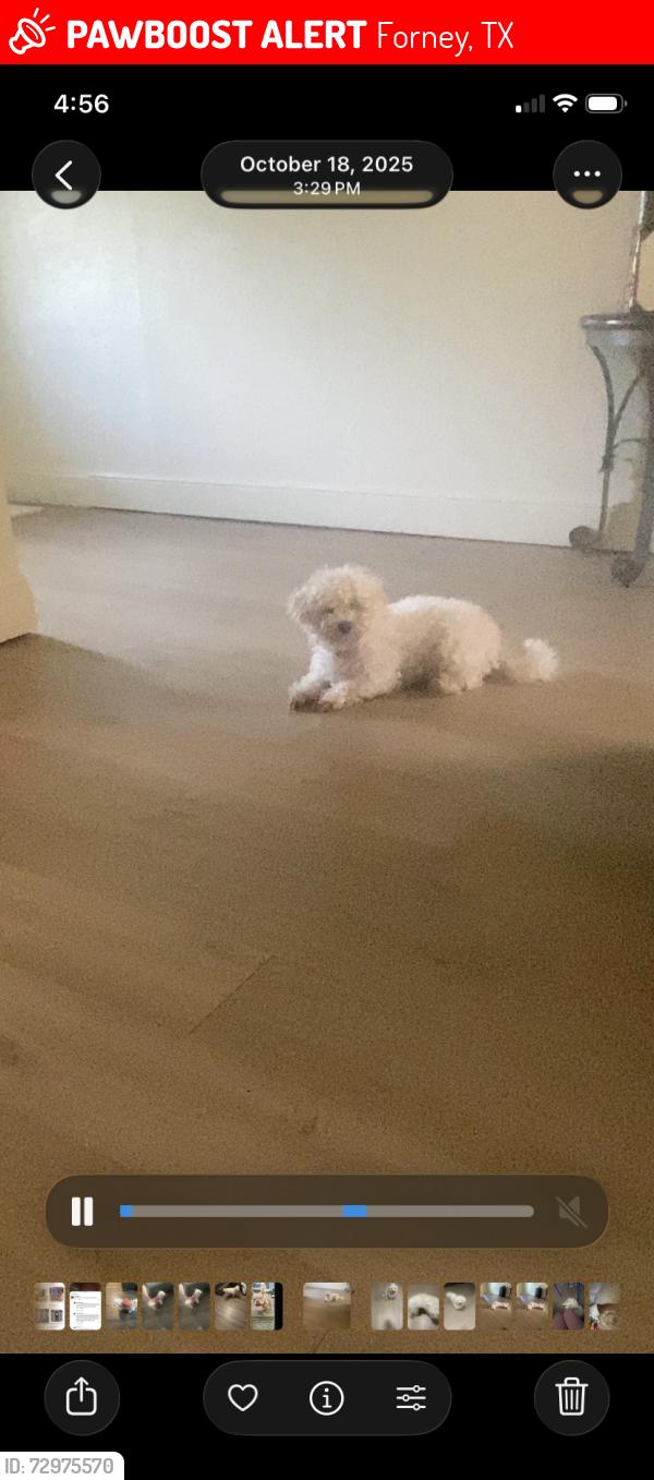 Lost Female Dog last seen Zapta rd, Forney, TX 75126