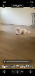 Lost Female Dog last seen Zapta rd, Forney, TX 75126