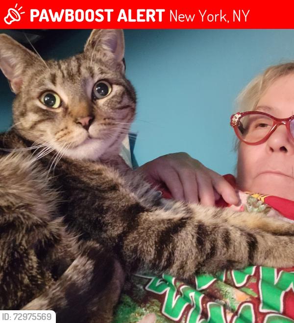 Lost Male Cat last seen Fulton street, New York, NY 10038