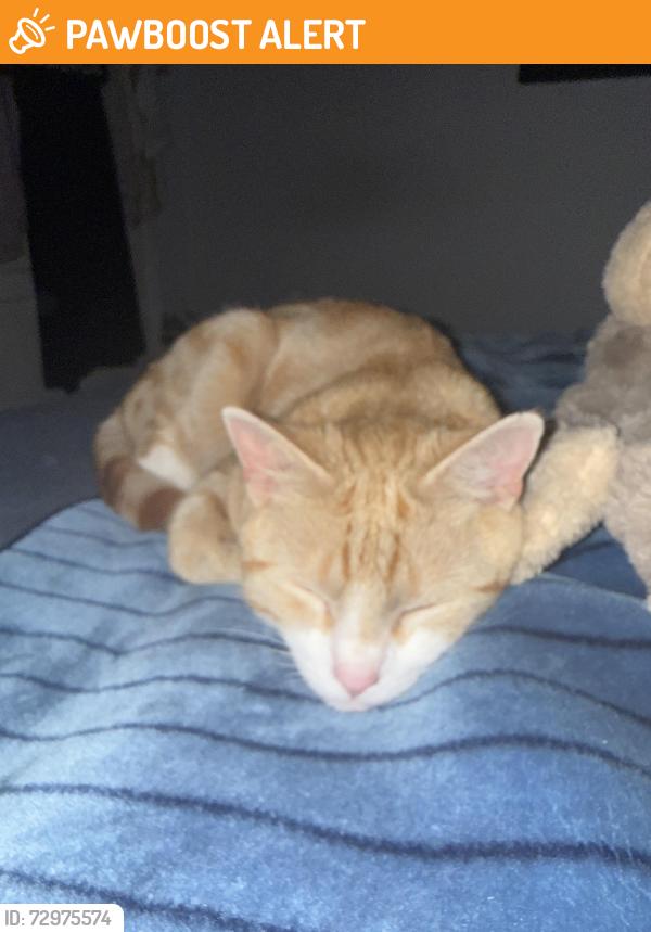 Found/Stray Male Cat last seen Bolingbroke road , Farley Hill, England LU1