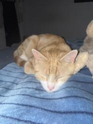 Found/Stray Male Cat last seen Bolingbroke road , Farley Hill, England LU1