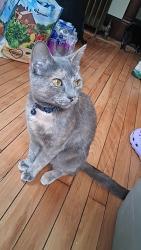 Reunited Female Cat last seen Borden and Kennedy , Syracuse, NY 13205