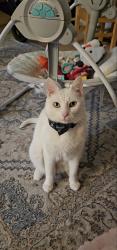Lost Female Cat last seen Guilford HealthCare Center Willow Rd, Greensboro, NC 27406