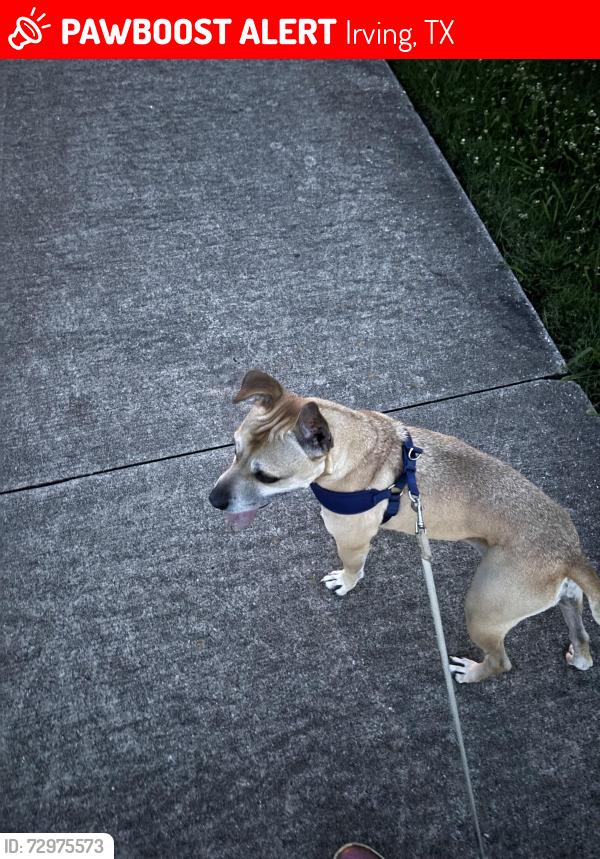 Lost Male Dog last seen Blue water terrace, Irving, TX 75063