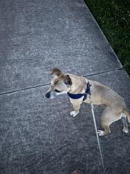 Lost Male Dog last seen Blue water terrace, Irving, TX 75063