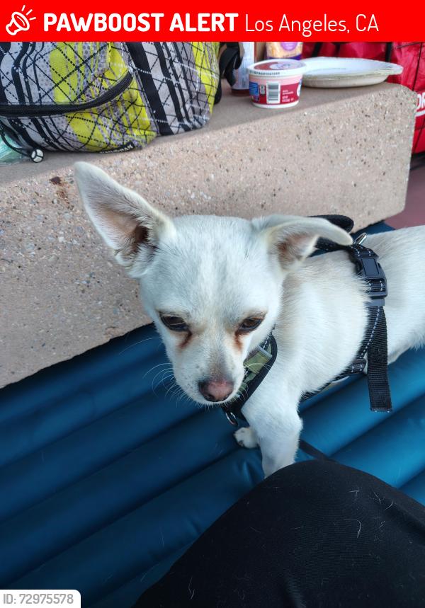 Lost Male Dog last seen Town center Rinaldi , Los Angeles, CA 91326