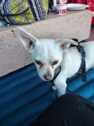 Lost Male Dog last seen Town center Rinaldi , Los Angeles, CA 91326