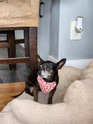 Reunited Female Dog last seen 45th and Market street , San Diego, CA 92102