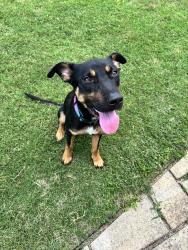 Found/Stray Male Dog last seen 21st st, Oklahoma City, OK 73106