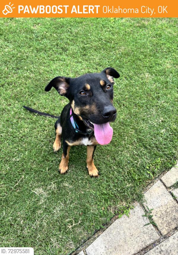Found/Stray Male Dog last seen 21st st, Oklahoma City, OK 73106