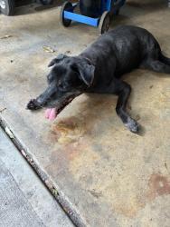 Found/Stray Female Dog last seen Tumbling KingRd ft Pierce fl, Fort Pierce, FL 34950