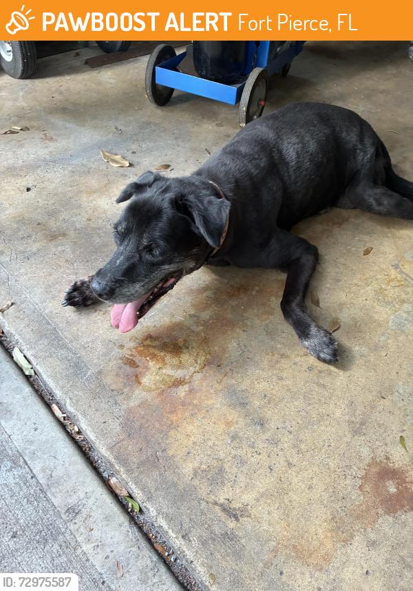 Found/Stray Female Dog last seen Tumbling KingRd ft Pierce fl , Fort Pierce, FL 34950