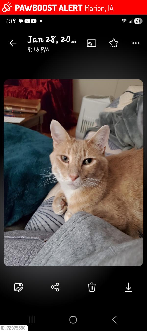 Lost Male Cat last seen Near Eagleview Dr, Marion, IA 52302
