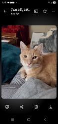 Lost Male Cat last seen Near Eagleview Dr, Marion, IA 52302