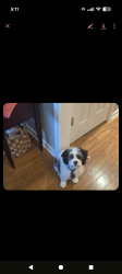 Reunited Male Dog last seen Near Chester Harris Drive Dallas, GA, Dallas, GA 30132