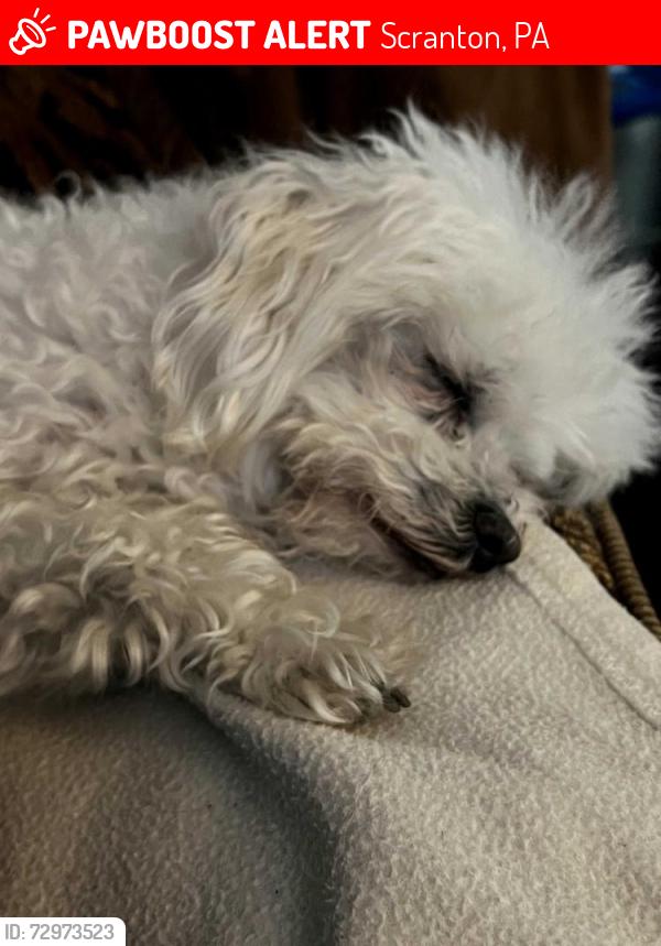 Lost Male Dog last seen Pittston Ave Scranton, Scranton, PA 18505