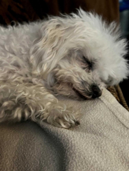 Lost Male Dog last seen Pittston Ave Scranton, Scranton, PA 18505