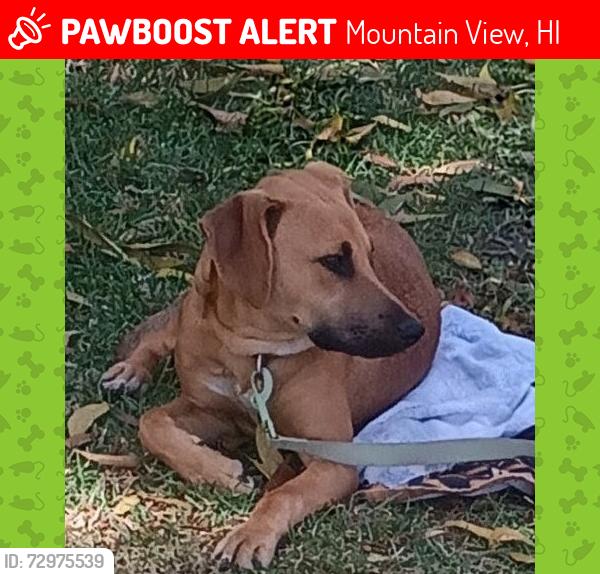 Lost Male Dog last seen N. Kulani, Mountain View, HI 96771