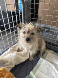 Reunited Male Dog last seen Gilbert Rd and US 60, Mesa, AZ 85204