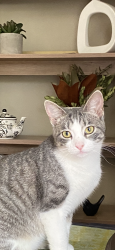 Reunited Female Cat last seen Winchester, Oshkosh, WI 54901