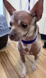 Reunited Male Dog last seen Near Bunker Hill, Richardson, TX 75080, USA, Richardson, TX 75080