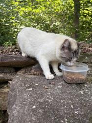 Found/Stray Male Cat last seen N. Barton Road, Greenville County, SC 29690